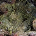 rhinopias_lacy_crci_mb_h_0032_png1815.jpg